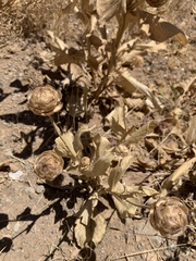 Centaurea regia