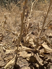 Centaurea regia