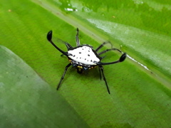 Gasteracantha clavatrix