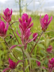 Castilleja raupii