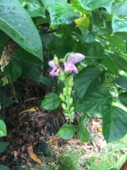 Canavalia cathartica