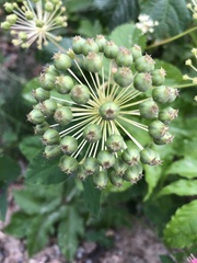 Aralia hispida