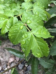 Aralia hispida