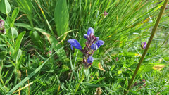 Dracocephalum ruyschiana