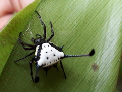 Gasteracantha clavatrix