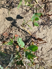 Rumex venosus