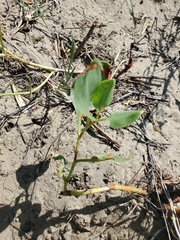 Rumex venosus