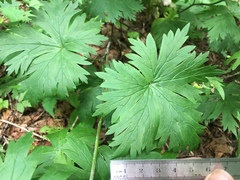 Aconitum noveboracense