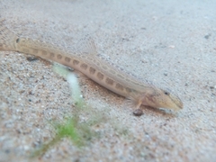 Cobitis elongatoides