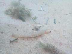 Cobitis elongatoides