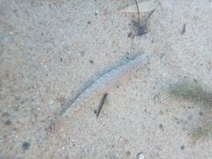 Cobitis elongatoides