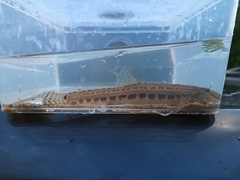 Cobitis elongatoides