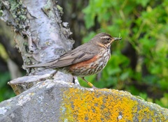 Turdus iliacus coburni