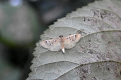 Cotachena histricalis