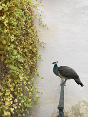 Phelsuma quadriocellata
