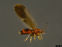 Anoeconeossa