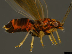 Anoeconeossa