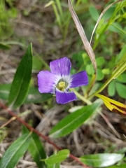 Gentianopsis detonsa raupii