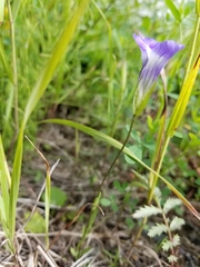 Gentianopsis detonsa raupii