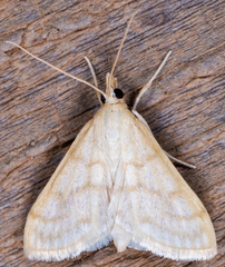 Paracorsia repandalis