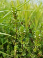 Euphrasia subarctica