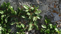 Rhamnus pumila