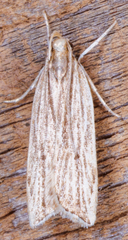 Helcystogramma hystricella