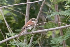 Lanius collurioides