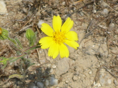 Deinandra pallida