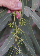 Eucalyptus camaldulensis × rudis