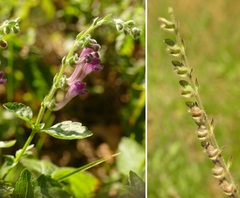 Scutellaria columnae