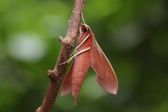 Theretra pallicosta