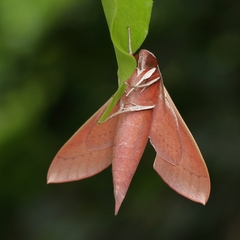 Theretra pallicosta