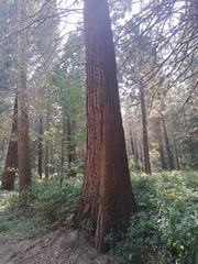 Sequoiadendron giganteum