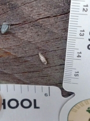 Dahlica triquetrella