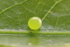 Theretra pallicosta