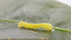 Theretra pallicosta