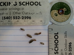 Dahlica triquetrella