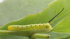 Theretra pallicosta