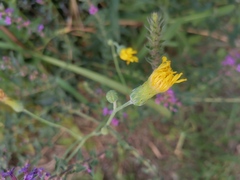 Sonchus brachyotus