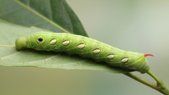 Theretra pallicosta