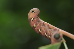 Theretra pallicosta