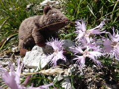 Dianthus sternbergii