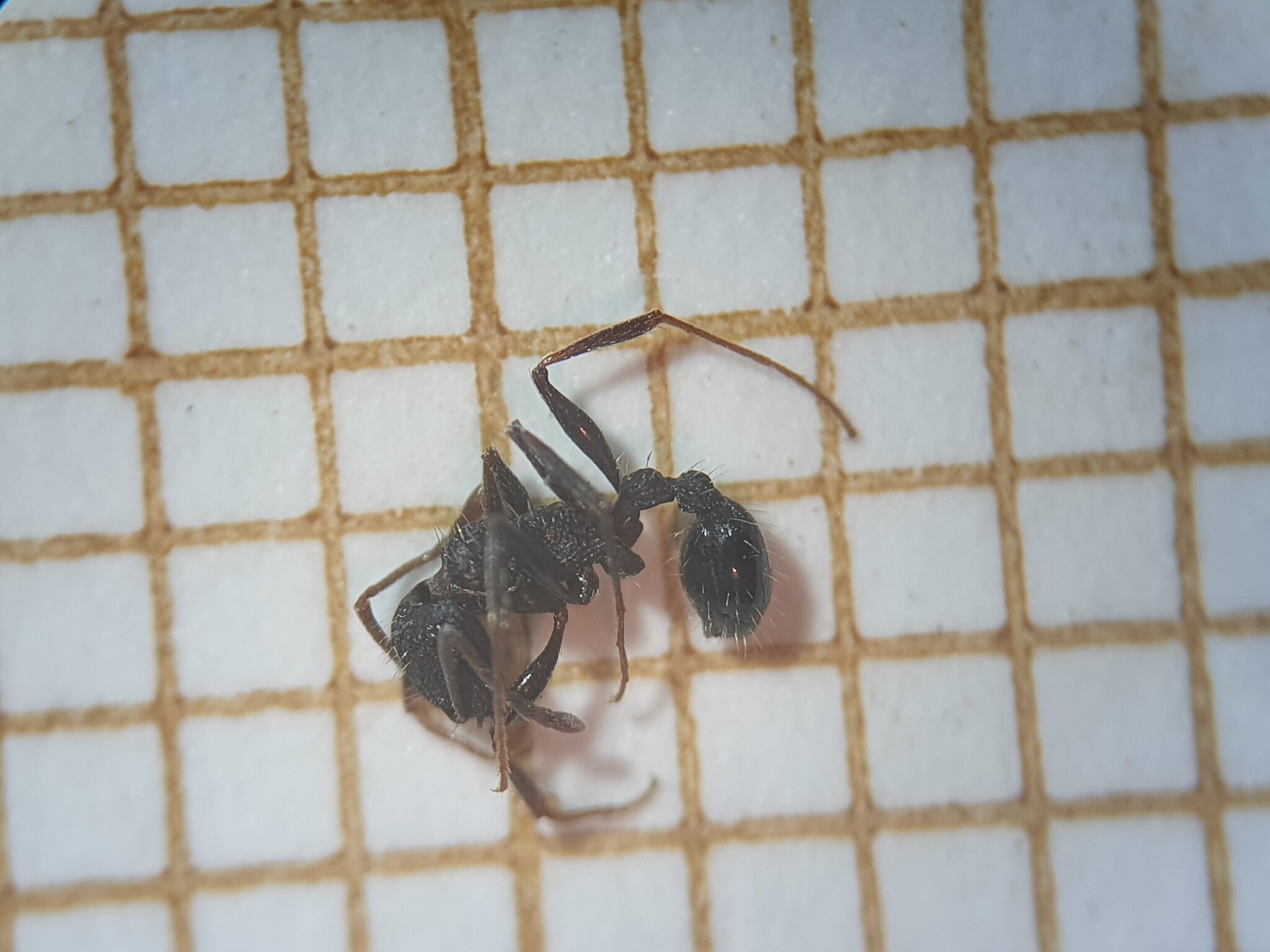 Tetramorium sepositum
