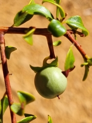 Diospyros ramulosa