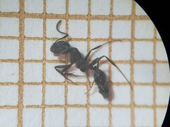 Monomorium salomonis