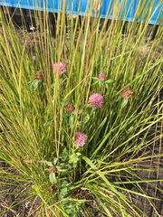 Trifolium pratense