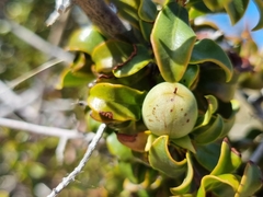 Diospyros ramulosa