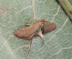 Hypsopygia incarnatalis
