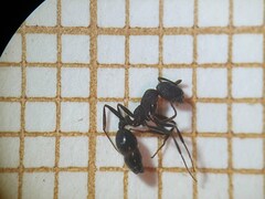 Monomorium salomonis